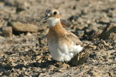 When a plover bird senses danger clipart