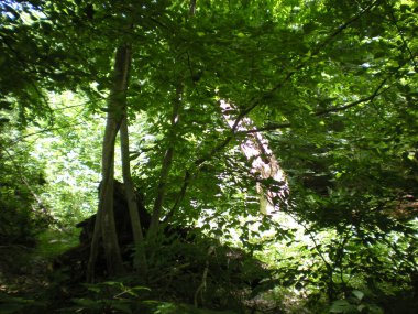 Yeşil yaprakların arasından güneş ışığı geçen yeşil ağaç ormanı. Doğal karbon yakalama ve karbon kredi konsepti. Sürdürülebilir orman yönetimi. Ağaçlar karbondioksiti emer. Doğal karbon lavabosu. Çevre Günü