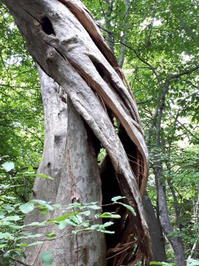 Sevgilisinin ağırlığıyla kırılan yaşlı bir ağaç.