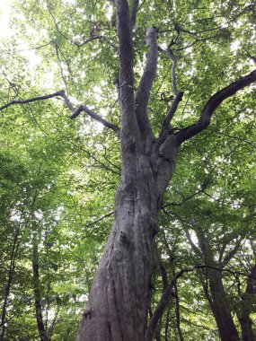 Kafkas doğası. Yosun tutmuş yaşlı ağaç.