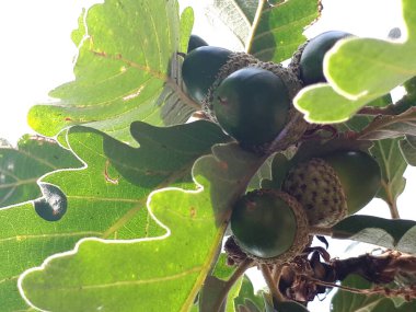 Azerbaycan ormanlarının zengin florası.