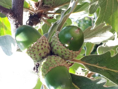 Azerbaycan ormanlarının zengin florası.