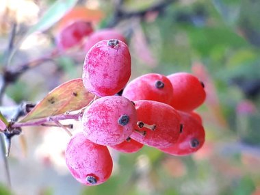 Barberry fruits grown in Azerbaijan are used in the natural treatment of many diseases. clipart