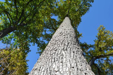Kafkas doğası. Yosun tutmuş yaşlı ağaç.