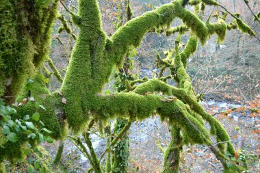 Nehir kenarında büyüyen bir ağacın gövdesi ve dalları yosun ile kaplıdır.