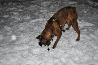 Kışın karda yürüyen bir köpek. Köpekler soğuk kış aylarında yaşamaya alışıktır..