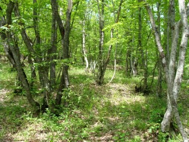 Yaprak döken ağaçlardan oluşan manzaralı bir orman, mavi gökyüzü ve parlak güneş canlı yeşil yaprakları aydınlatıyor, panoramik manzara. Yazın ormanın güzel doğal manzarası. Azerbaycan Ormanları.