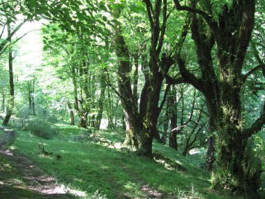 Yaprak döken ağaçlardan oluşan manzaralı bir orman, mavi gökyüzü ve parlak güneş canlı yeşil yaprakları aydınlatıyor, panoramik manzara. Yazın ormanın güzel doğal manzarası. Azerbaycan Ormanları.