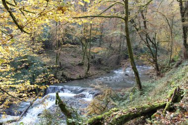 Ormanda akan keskin bir nehir. Taş. Çamurlu su nehri. Nehir taşı