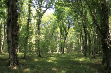 Yaprak döken ağaçlardan oluşan manzaralı bir orman, mavi gökyüzü ve parlak güneş canlı yeşil yaprakları aydınlatıyor, panoramik manzara. Yazın ormanın güzel doğal manzarası. Azerbaycan Ormanları.
