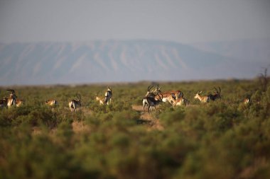 Bir ceylan sürüsü, bir çöl bölgesindeki kuru ot ve ağaçların arasında otluyor. Çift parmaklı memeliler, Azerbaycan