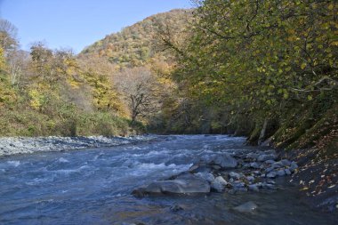 Ormanda akan keskin bir nehir. Taş. Çamurlu su nehri. Nehir taşı
