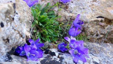 Küçük BlueBell olarak bilinen Campanula rotundifolia çiçekleri dağlarda bir kaya parçasında yetişir. yumuşak odaklanma kapat.