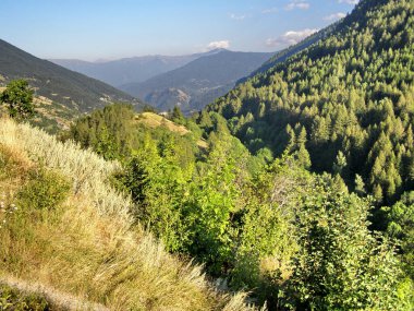 Dağların eteklerindeki bulutlu gökyüzünün altında canlı ve yemyeşil bir orman alanının nefes kesici bir görüntüsü. Flora, sükunet ve açık hava ile ilgili makaleleri resmetmek için ideal..