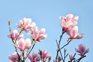 İlkbaharın gelmesiyle birlikte ağaçlar çiçek açtı. Mor renkli bir çiçek..