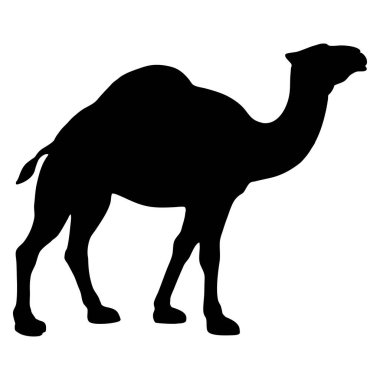 Deve. Beyaz arka planda izole edilmiş yürüyen bir devenin siyah silüeti.