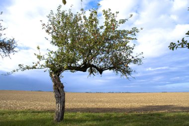 Ormanın kenarındaki yalnız meyve ağacının güzel manzarası..