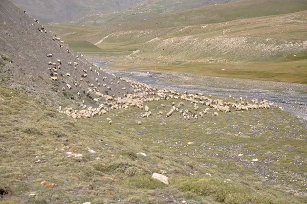 Nehrin kıyısındaki bir koyun sürüsünün havadan çekilmiş görüntüsü bir dağın eteğindeki çayırın altından akıyor. Shahdag, Azerbaycan. Arkaplan veya dergi için yüksek kaliteli doğa görüntüsü