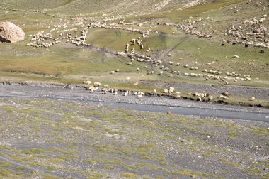 Nehrin kıyısındaki bir koyun sürüsünün havadan çekilmiş görüntüsü bir dağın eteğindeki çayırın altından akıyor. Shahdag, Azerbaycan. Arkaplan veya dergi için yüksek kaliteli doğa görüntüsü
