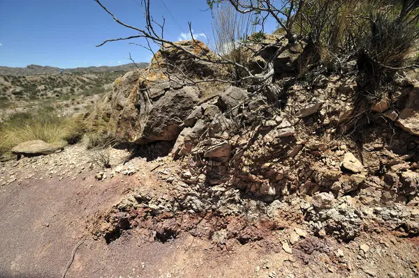 Çöldeki kırık, çatlamış taşlar arasında bitki ve çalı kökleri.