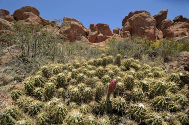 Güney Utah 'ta Büyük Beyaz ve Pembe Çiçekler ile Bahar Kaktüsü (Soehrensia veya echinopsis adicans).