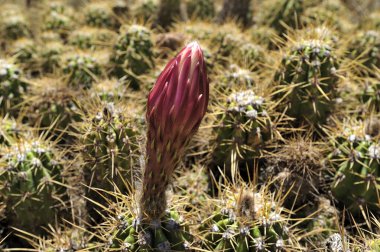 Güney Utah 'ta Büyük Beyaz ve Pembe Çiçekler ile Bahar Kaktüsü (Soehrensia veya echinopsis adicans).