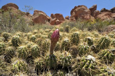 Güney Utah 'ta Büyük Beyaz ve Pembe Çiçekler ile Bahar Kaktüsü (Soehrensia veya echinopsis adicans).