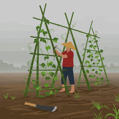 Kırsal yaşamı taşıyan bir alanda sarmaşıkları bambu desteğine bağlayan kişi tarım projelerinde kullanılabilir..