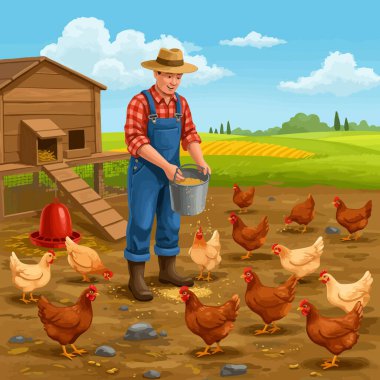 Bir çiftçi kümes ve tarlanın yakınındaki bir kovadan tavukları tahıl ile besliyor; çiftçilik veya tarım temaları için mükemmel.