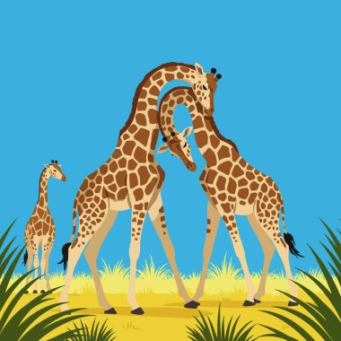 Bir grup zürafa, çimenli Afrika düzlüklerinde mavi gökyüzüne karşı durur. Çocuk kitapları veya eğitim malzemeleri için idealdir..