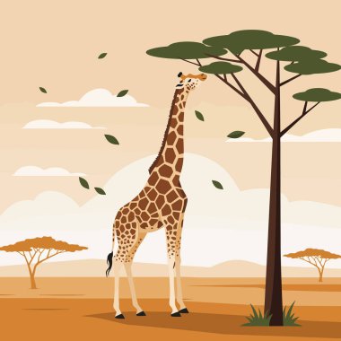 Resimli zürafa, sakin, stilize bir Afrika manzarasında ağaçtan yapraklar yiyor. Eğitici amaçlar veya doğa temalı tasarımlar için kullanılıyor..