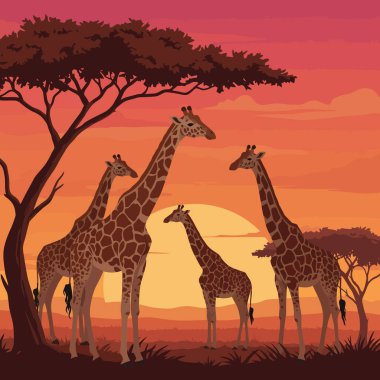 Zürafalar sıcak turuncu bir günbatımına karşı dururlar. Afrika 'nın engin ovalarında. Bu, huzurlu bir vahşi yaşam sahnesini canlandırır..