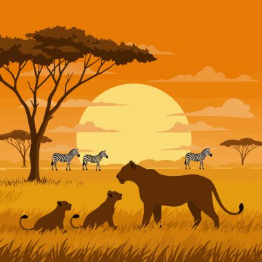 Dişi aslan ve yavruları, Afrika savanasında otlayan zebraları gözlemliyor. Doğa ve vahşi yaşam projeleri için harika bir gün batımında..