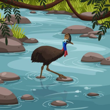 Rengarenk bir Cassowary ormanda taşlara basarak sığ sularda yürür vahşi yaşam ve doğa çizimleri için birebirdir..
