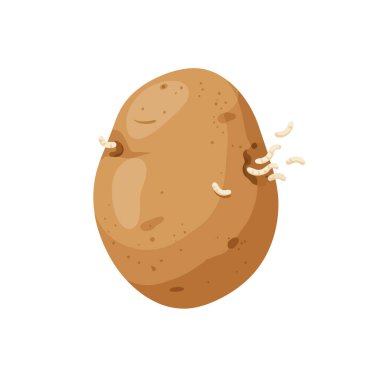 Beyaz arka planda filizlenen tek bir patates doğal süreç sergiliyor. Gıda illüstrasyonu ya da bahçe işleri için mükemmel..