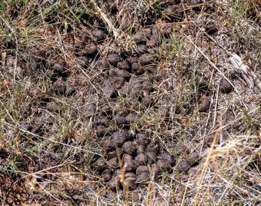 Kuzey Arizona 'da geyik dışkısı..