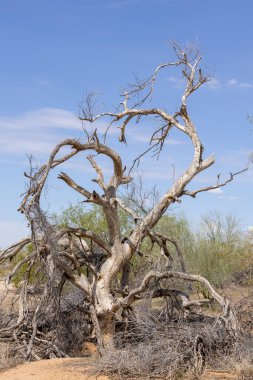 Arizona çölünde büyük beyaz ölü bir ağaç..