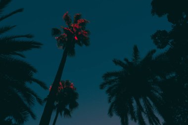 Gün batımında güzel palmiye ağaçları.