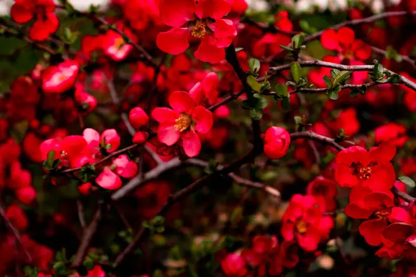 Chaenomeles kırmızı çiçekleri. Kırmızı çiçeklerin dalları.
