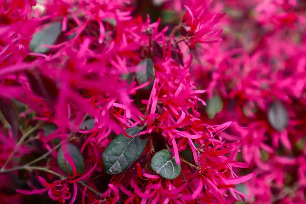Bir dalda loropetalum chinense pembe çiçekler. Makro pembe çiçekler
