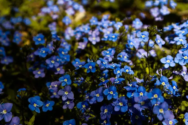 Ormanda unutmabeni çiçekleri açar..