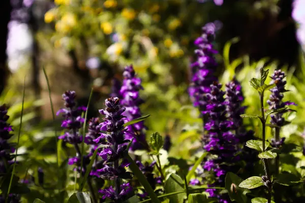 Bahçede bilge çiçek açıyor..