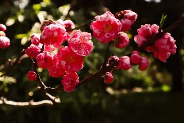Pembe Kiraz Çiçekleri. Pembe sakura çiçekleri. Mavi gökyüzünün arka planına karşı. Japonya 'da baharın ve ana bahar çiçeğinin sembolü..