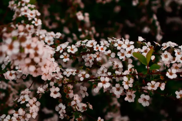Thunberg spiraea ya da Thunberg 'in küçük, tatlı beyaz çiçekleri, güller açar. Çiçeklerin sessiz ve sıcak renklerde fotoğrafları