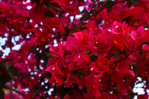 Bougainvillea, Nyctaginaceae familyasından bir bitki türü. Büyük, çiçekli, kırmızı, pembe çiçekli çalılar. Çiçek açan kırmızı bir bitkinin fotoğrafı.