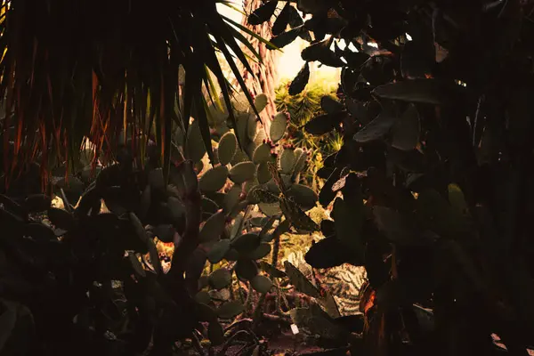 Bahçede çiçek açan kaktüsler.