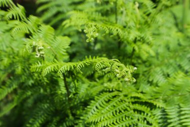 Yeşil eğrelti otu. Arkaplan için yaprak, makro fotoğraf.