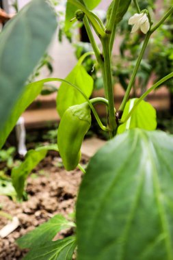 Ev bahçesinde yeşil biber.