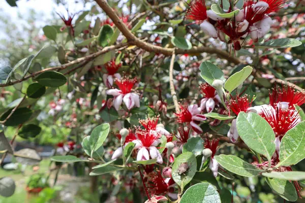 stock image Feijoa flowers. Beautiful tropical flowers.