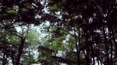 Yeşil yaz ormanında bir yürüyüş. Ormanda yürümenin etkisi..